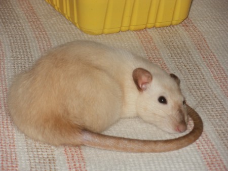 Camka :-)